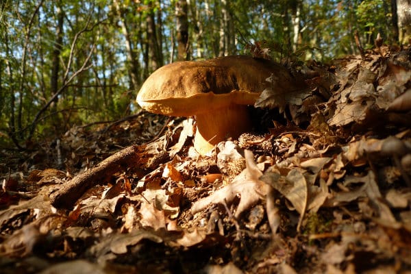Pilz im Wald